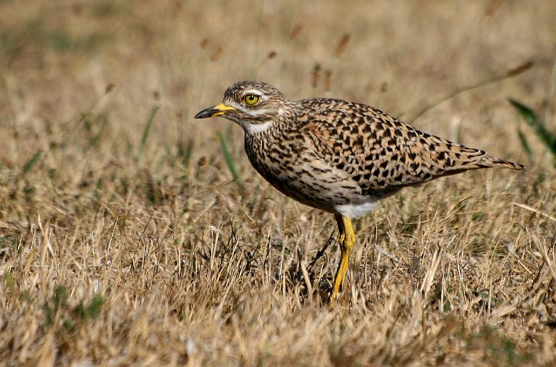 Dikkop 2.jpg - Dikkop ..Spotted Dikkop